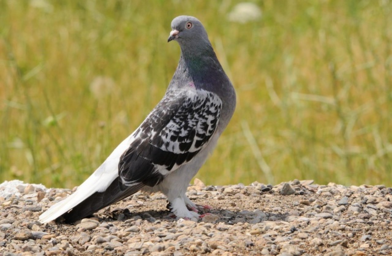 Sivas'ın taklacı güvercini tescillenecek 7