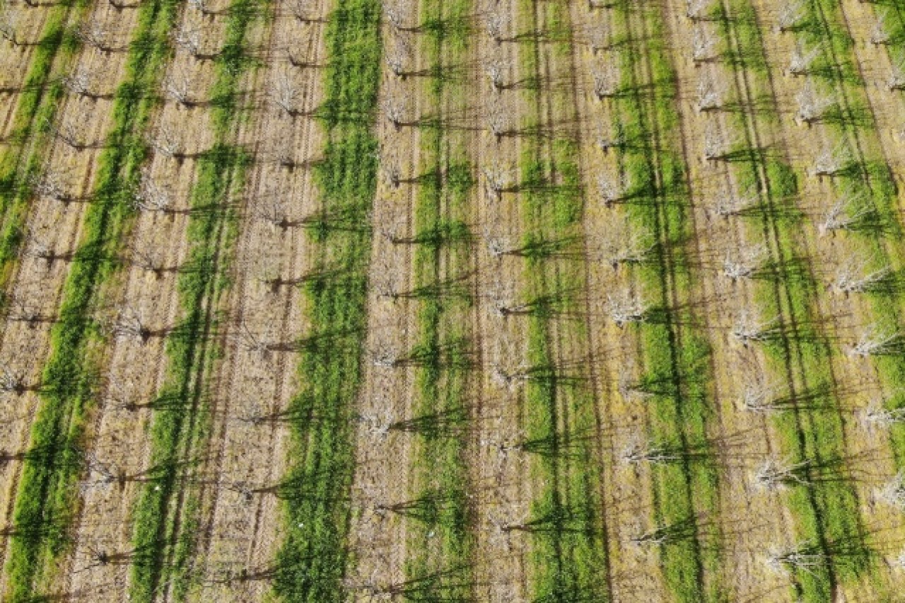 Manisa'da çiçek açan meyve ağaçları,  görsel şölen oluşturdu 12