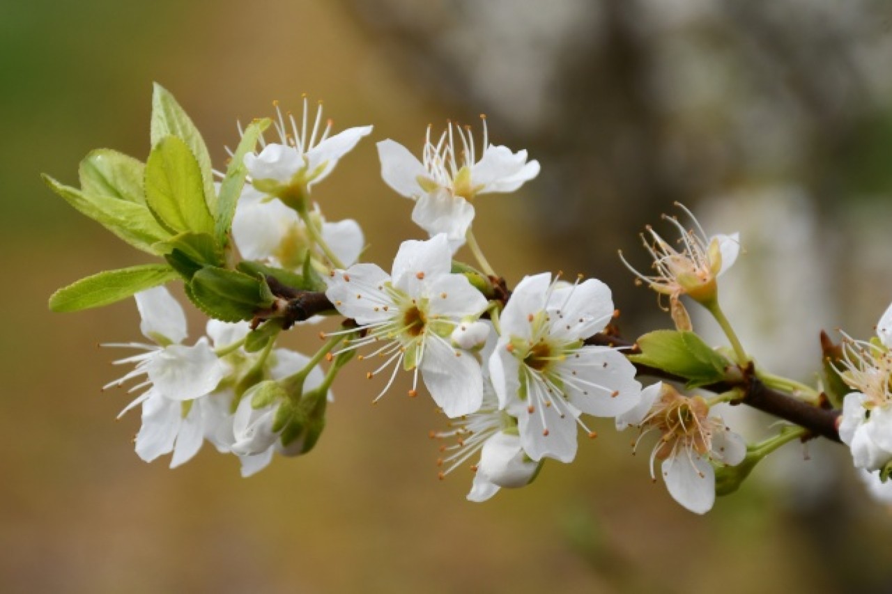 Manisa'da çiçek açan meyve ağaçları,  görsel şölen oluşturdu 2