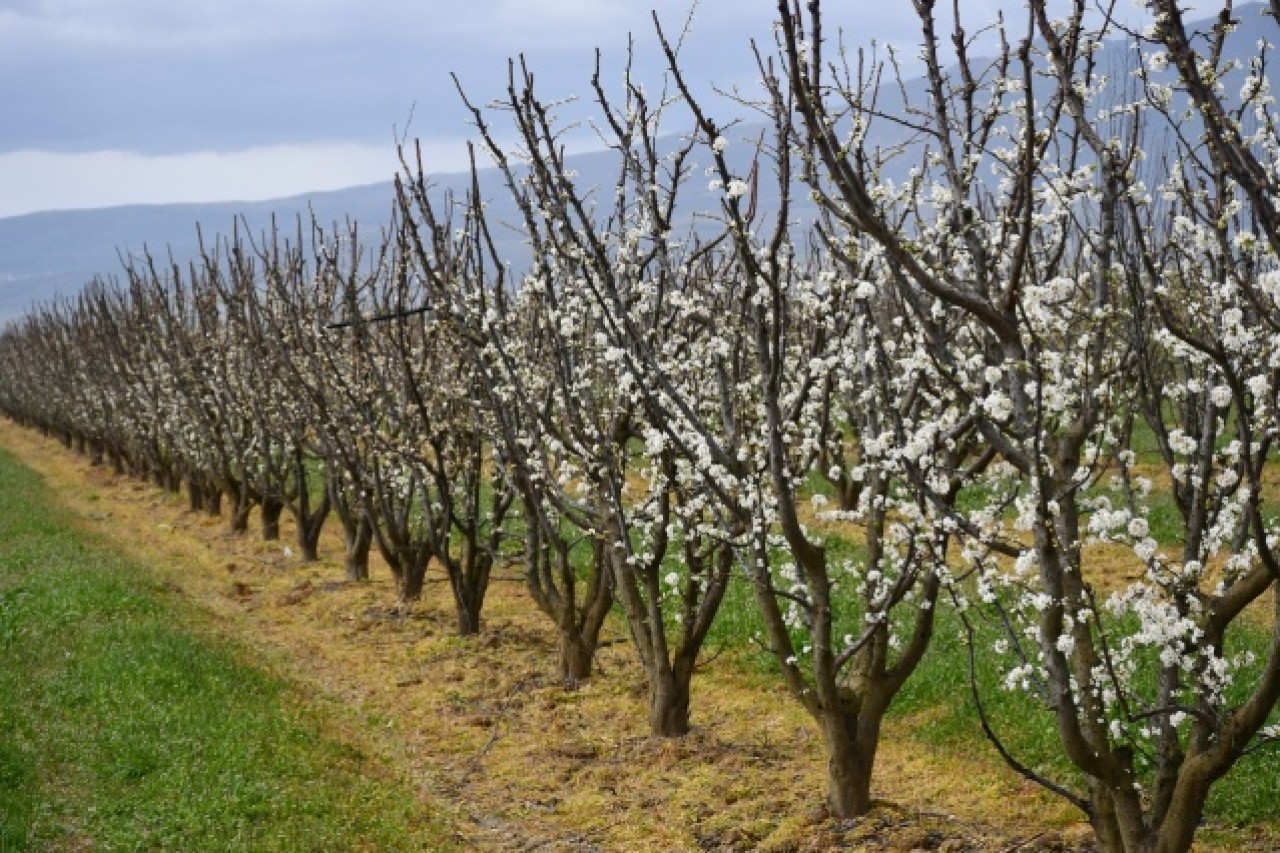 Manisa'da çiçek açan meyve ağaçları,  görsel şölen oluşturdu 9