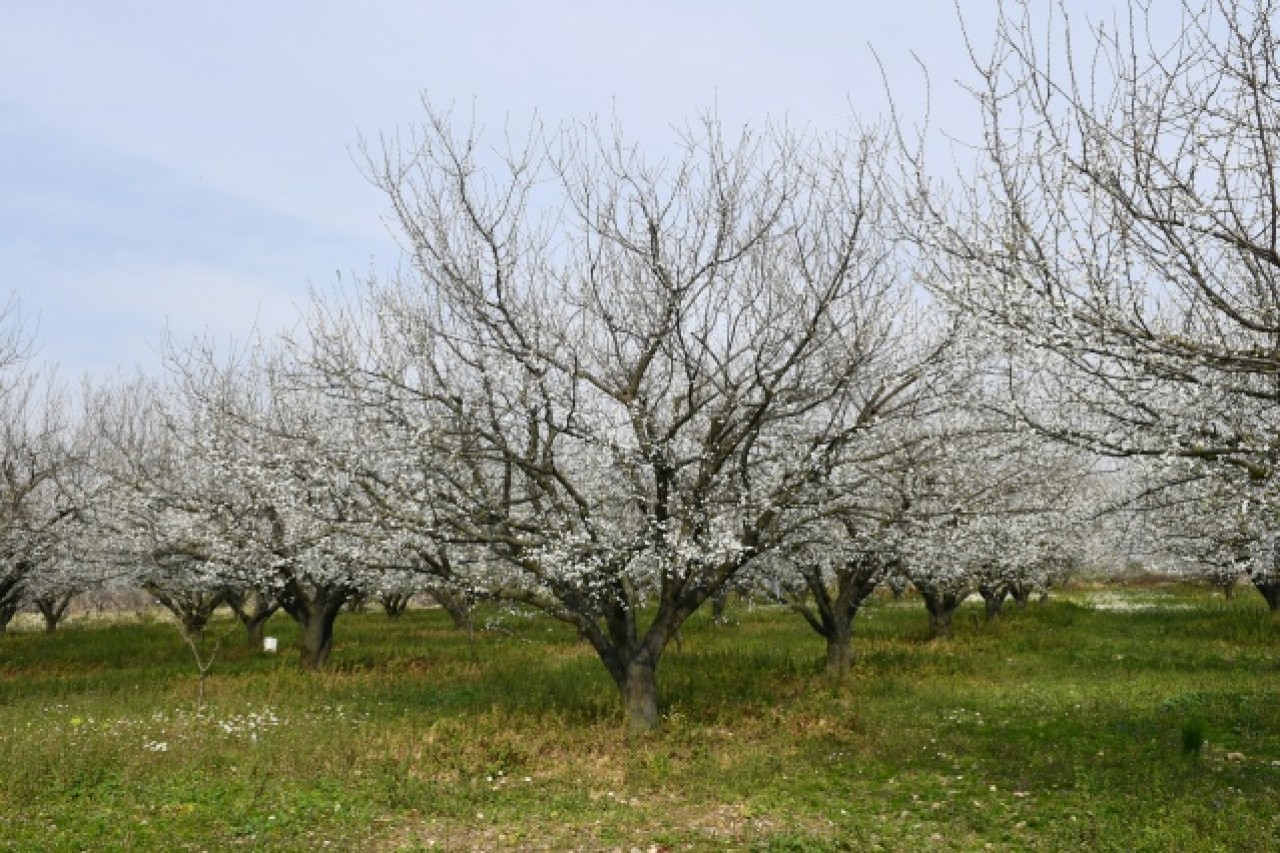 Manisa'da çiçek açan meyve ağaçları,  görsel şölen oluşturdu 8