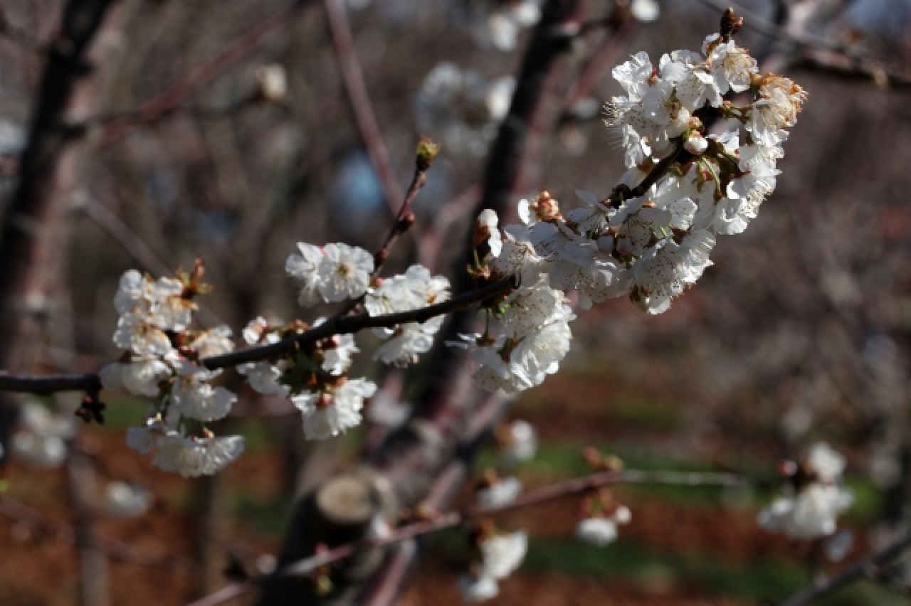 Manisa'da çiçek açan meyve ağaçları,  görsel şölen oluşturdu 7
