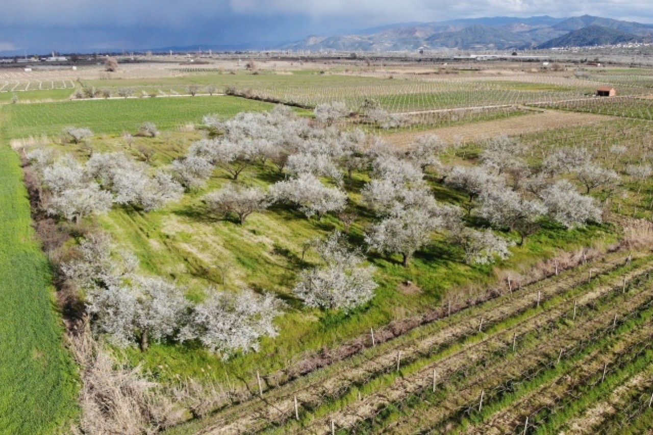 Manisa'da çiçek açan meyve ağaçları,  görsel şölen oluşturdu 11