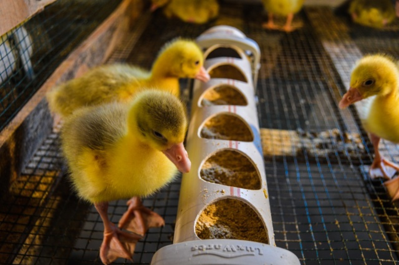 Evinin bahçesinde yetiştirdiği kaz yavruları yoğun talep görüyor 23