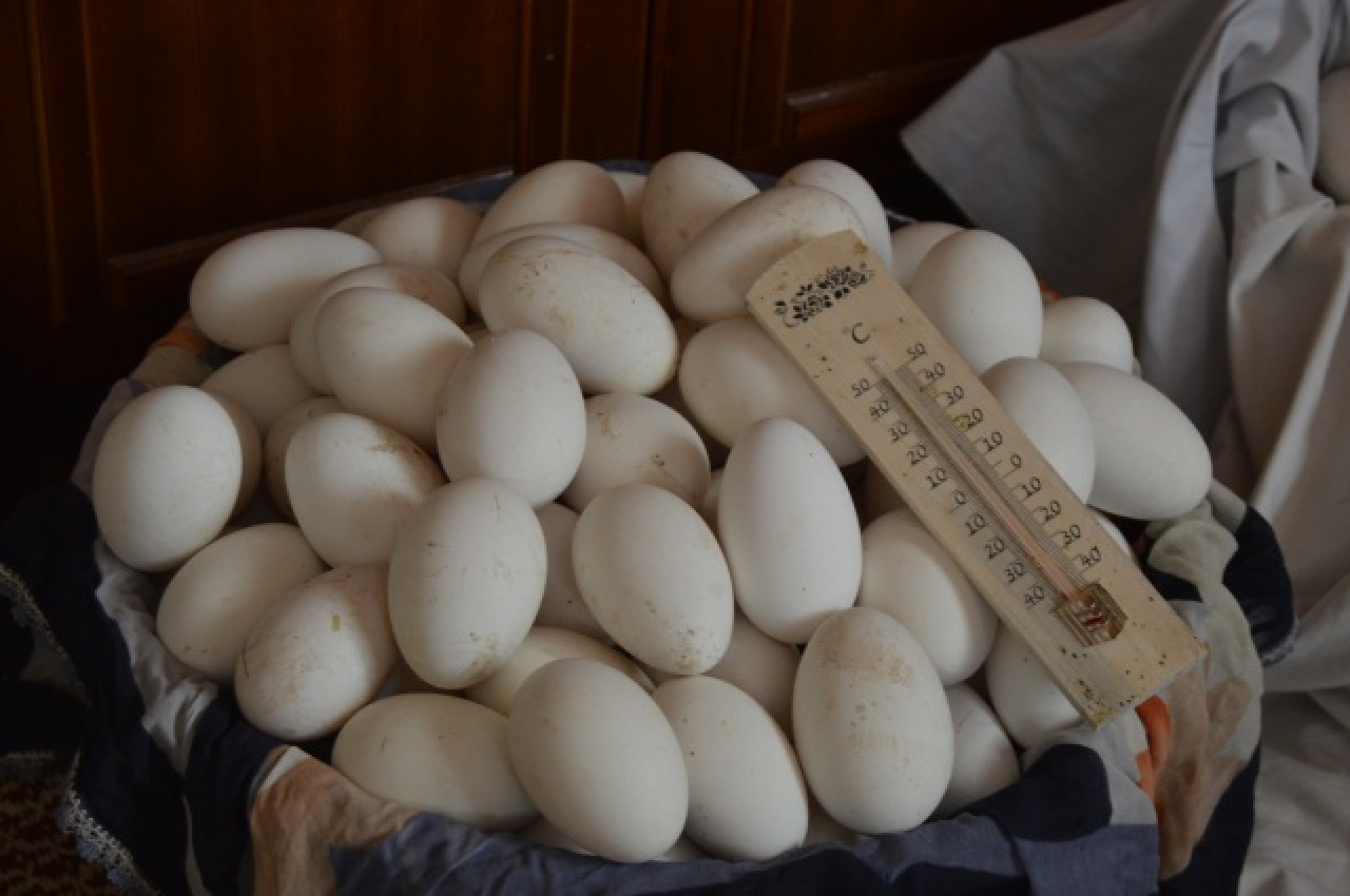 Evinin bahçesinde yetiştirdiği kaz yavruları yoğun talep görüyor 11