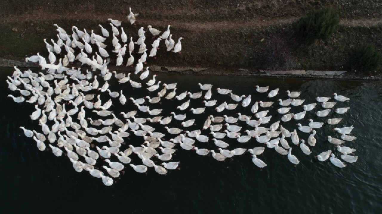 Evinin bahçesinde yetiştirdiği kaz yavruları yoğun talep görüyor 13