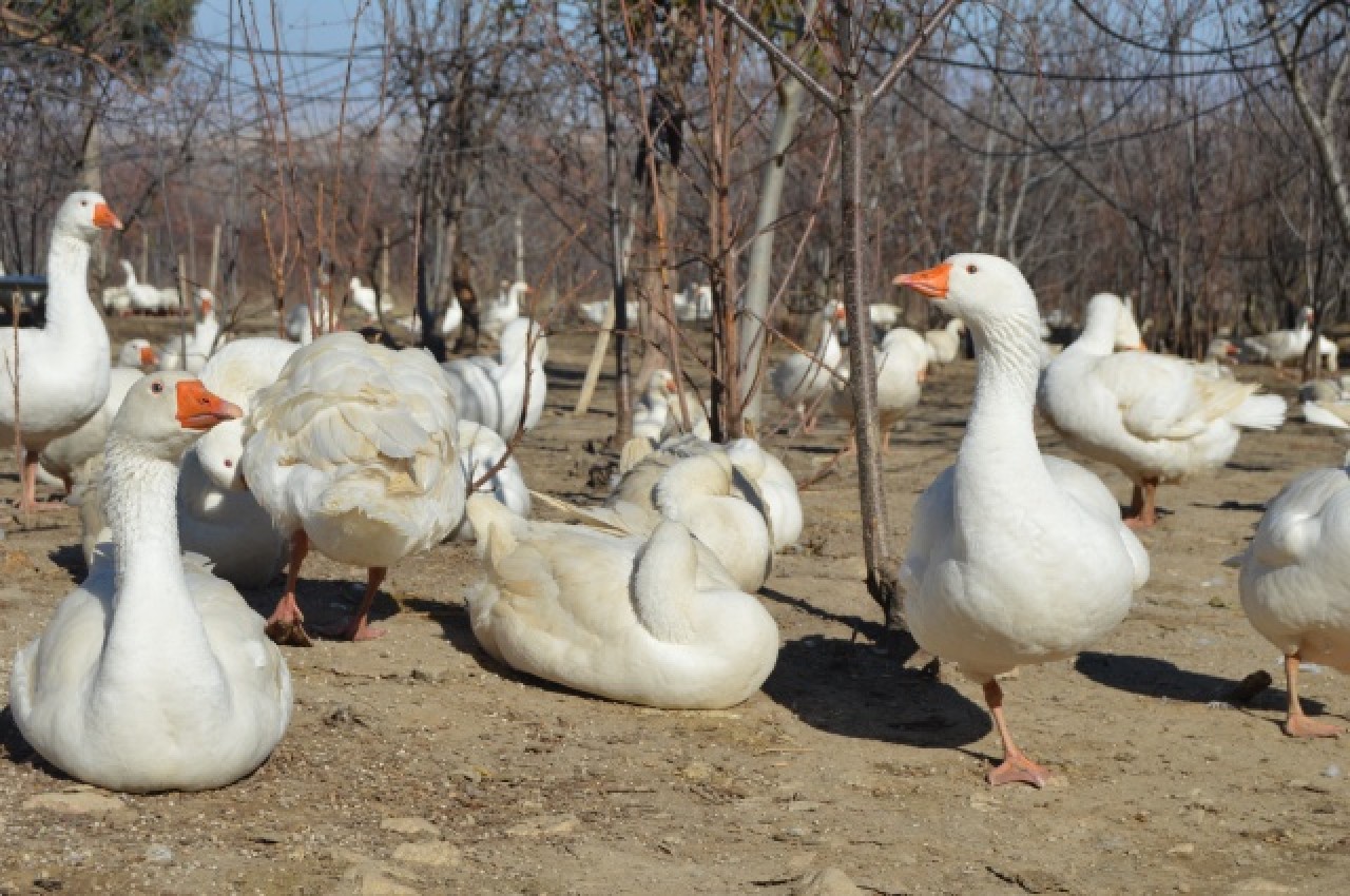 Evinin bahçesinde yetiştirdiği kaz yavruları yoğun talep görüyor 26