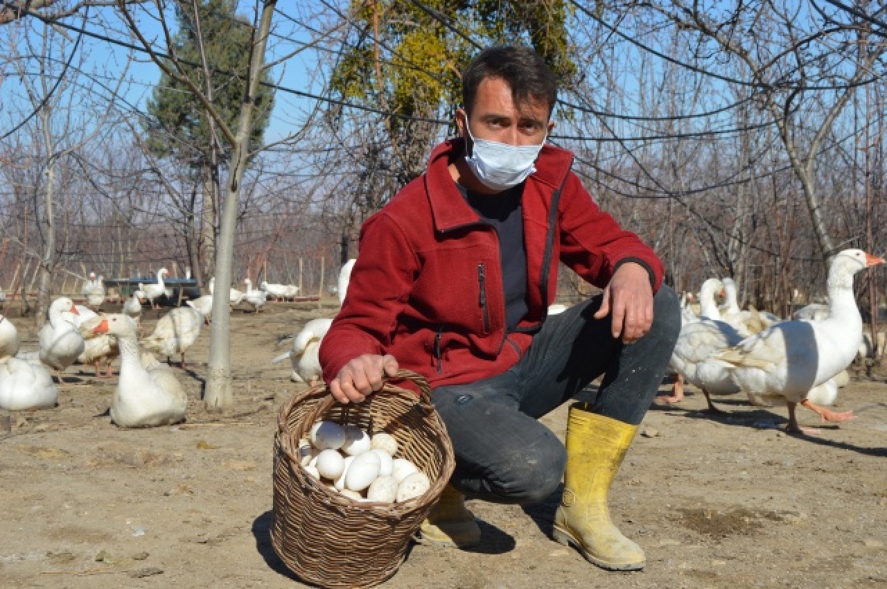 Evinin bahçesinde yetiştirdiği kaz yavruları yoğun talep görüyor 4