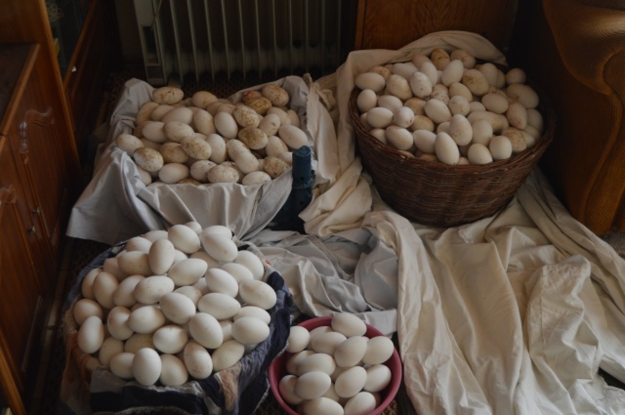 Evinin bahçesinde yetiştirdiği kaz yavruları yoğun talep görüyor 12