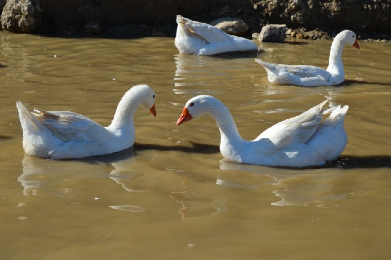 Evinin bahçesinde yetiştirdiği kaz yavruları yoğun talep görüyor 1