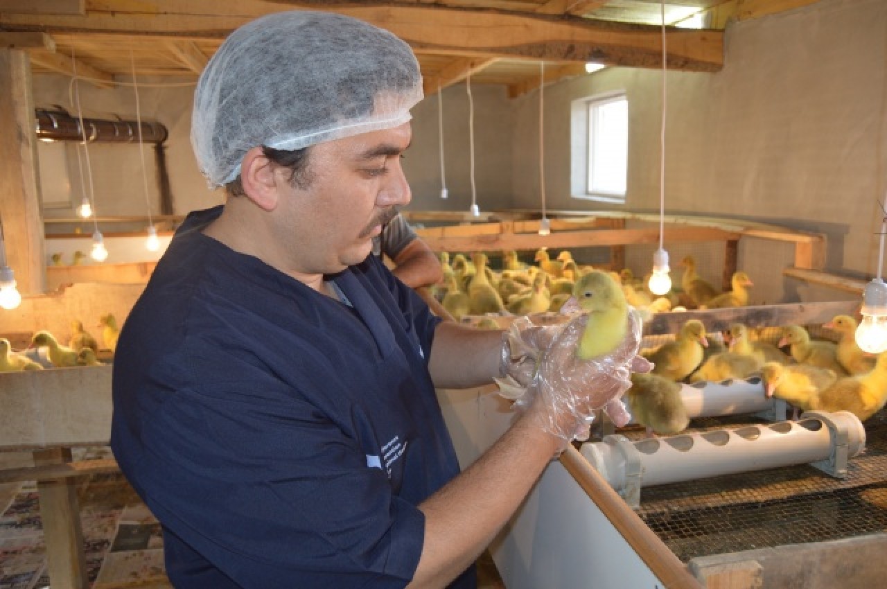Evinin bahçesinde yetiştirdiği kaz yavruları yoğun talep görüyor 14
