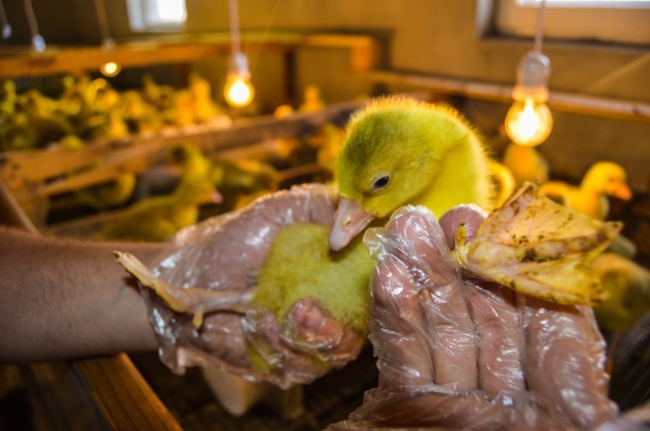 Evinin bahçesinde yetiştirdiği kaz yavruları yoğun talep görüyor 16