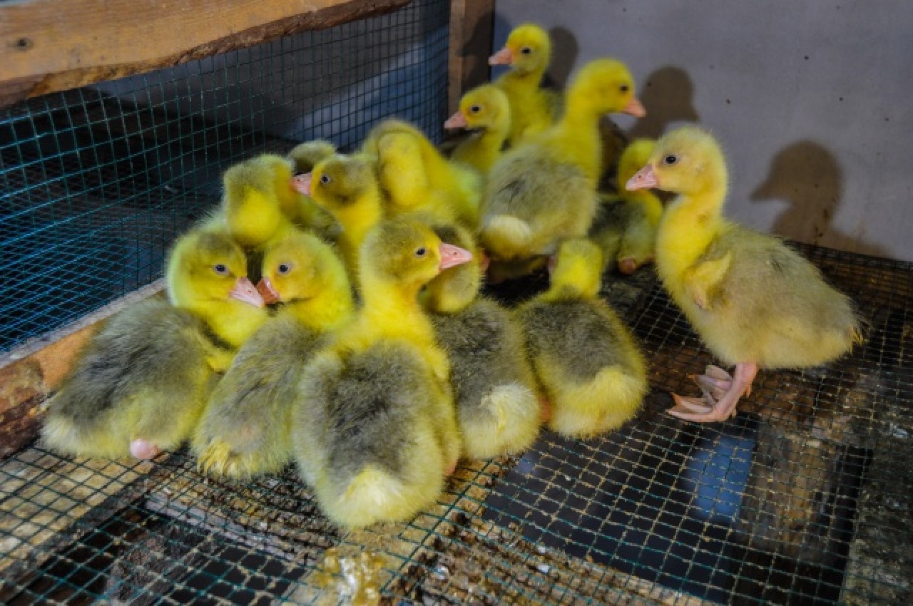 Evinin bahçesinde yetiştirdiği kaz yavruları yoğun talep görüyor 20