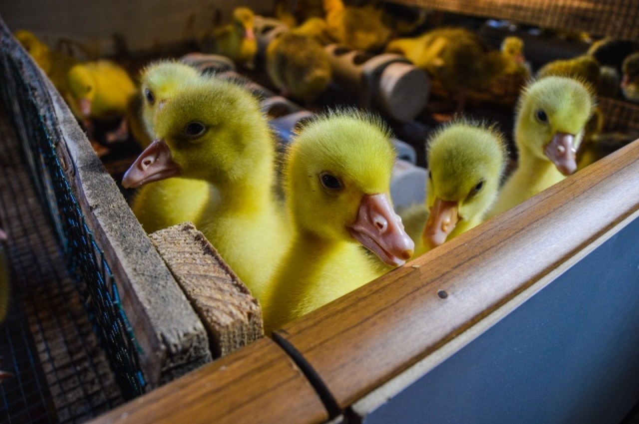 Evinin bahçesinde yetiştirdiği kaz yavruları yoğun talep görüyor 25