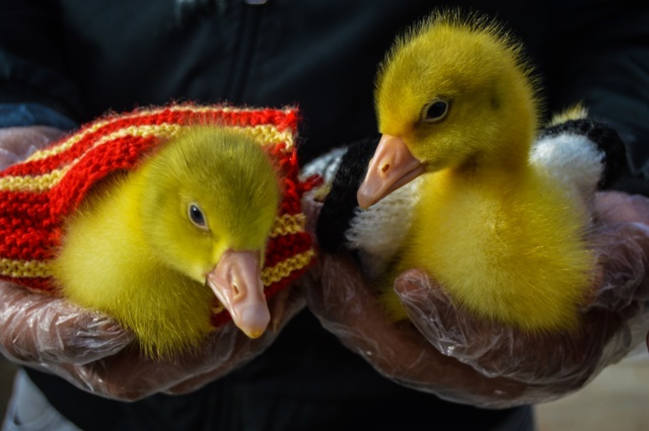 Evinin bahçesinde yetiştirdiği kaz yavruları yoğun talep görüyor 2