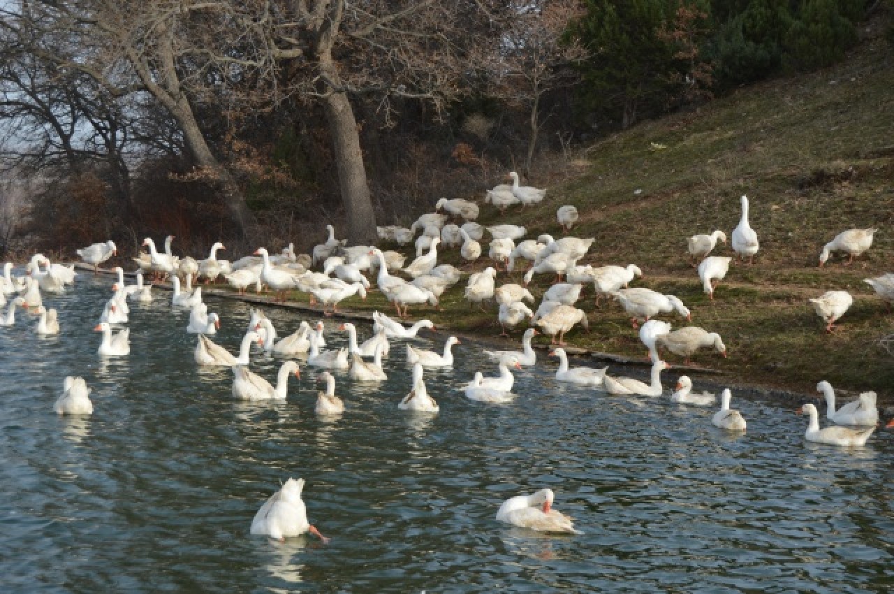 Evinin bahçesinde yetiştirdiği kaz yavruları yoğun talep görüyor 6