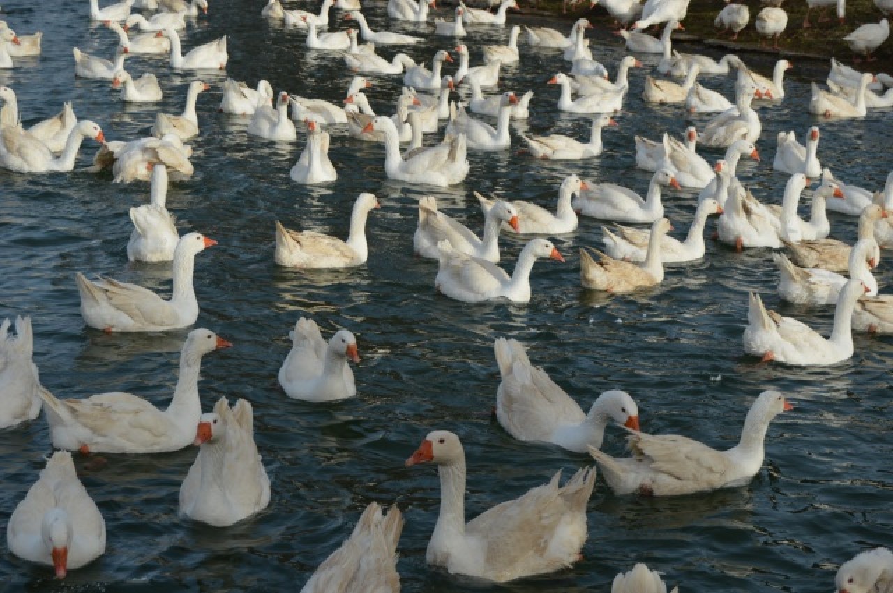 Evinin bahçesinde yetiştirdiği kaz yavruları yoğun talep görüyor 21