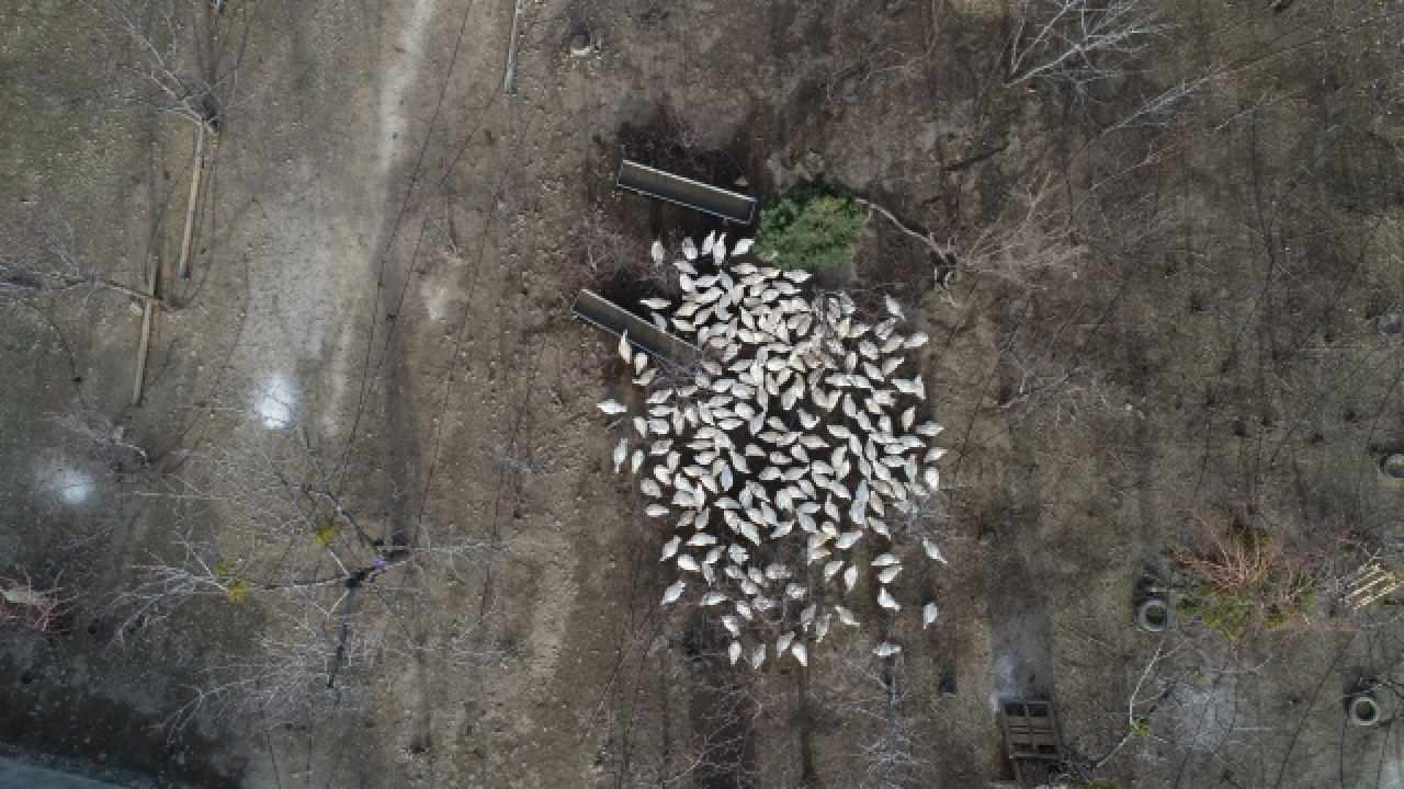 Evinin bahçesinde yetiştirdiği kaz yavruları yoğun talep görüyor 18
