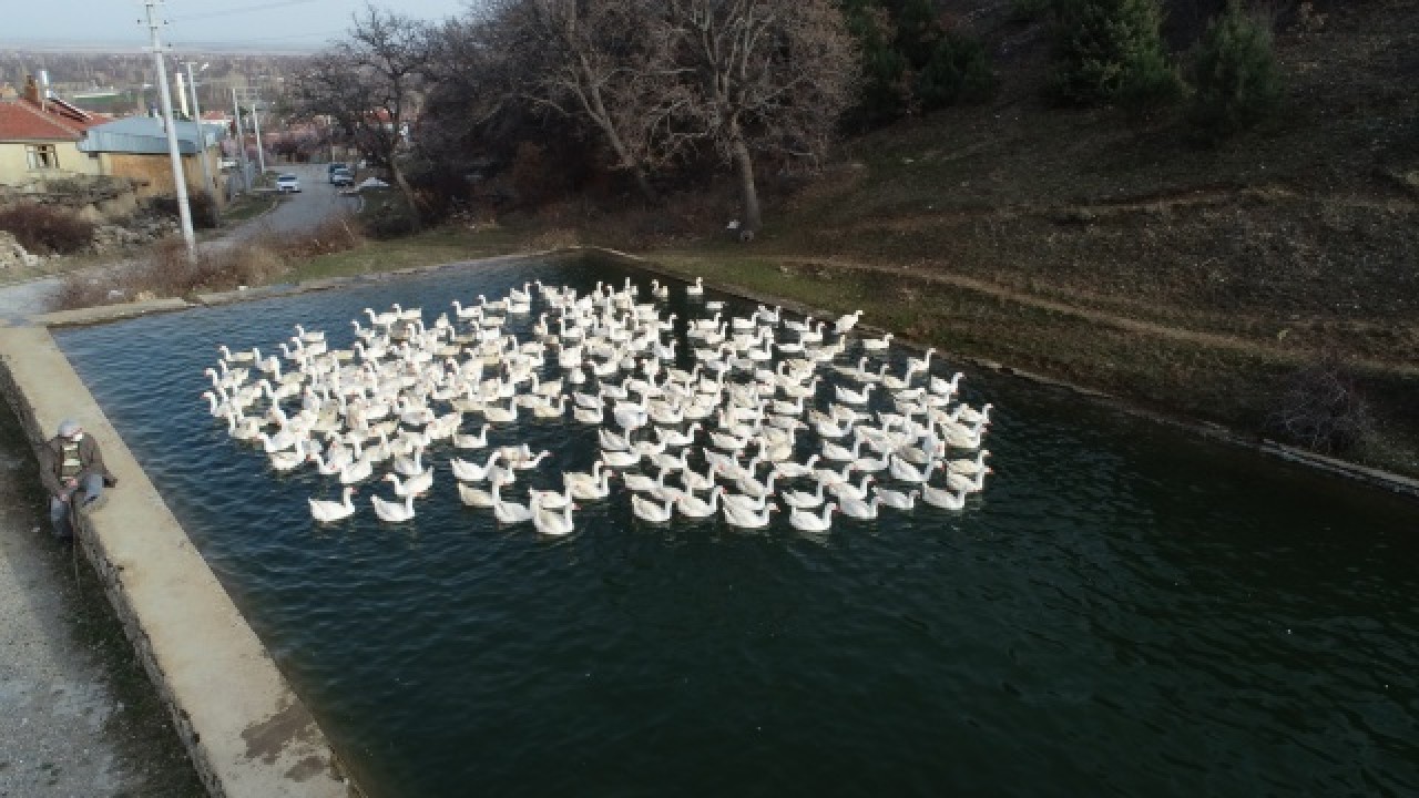 Evinin bahçesinde yetiştirdiği kaz yavruları yoğun talep görüyor 15
