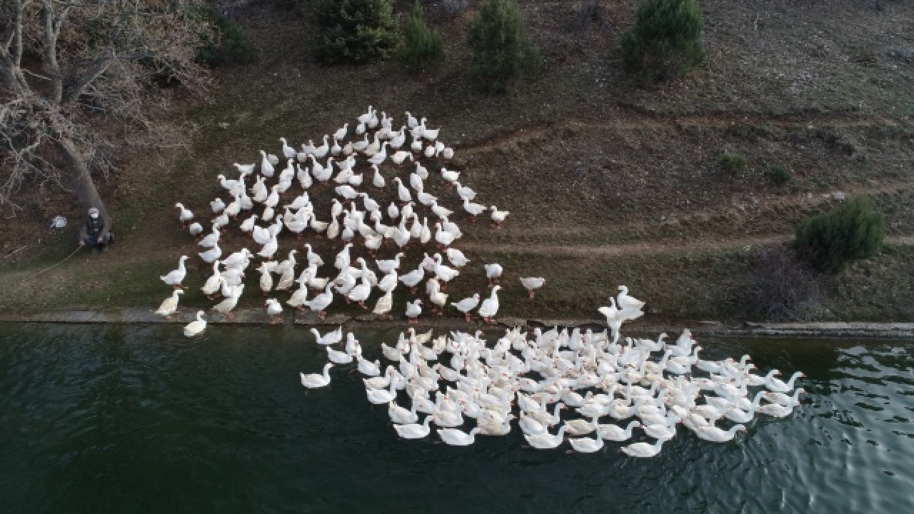 Evinin bahçesinde yetiştirdiği kaz yavruları yoğun talep görüyor 19