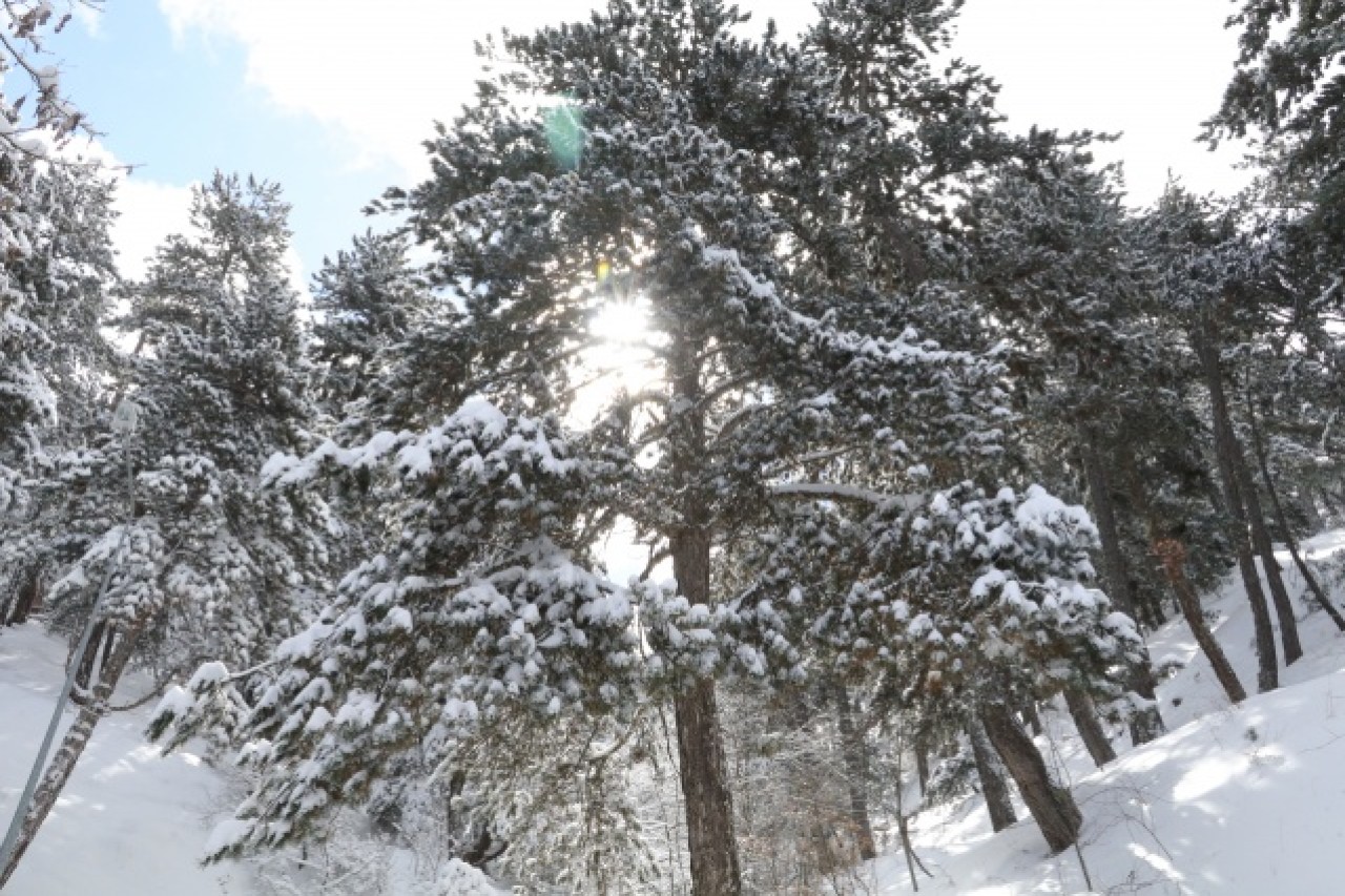 Türkiye'nin ilk milli parkı Çamlık Milli Parkı'nda kar yağışı 8