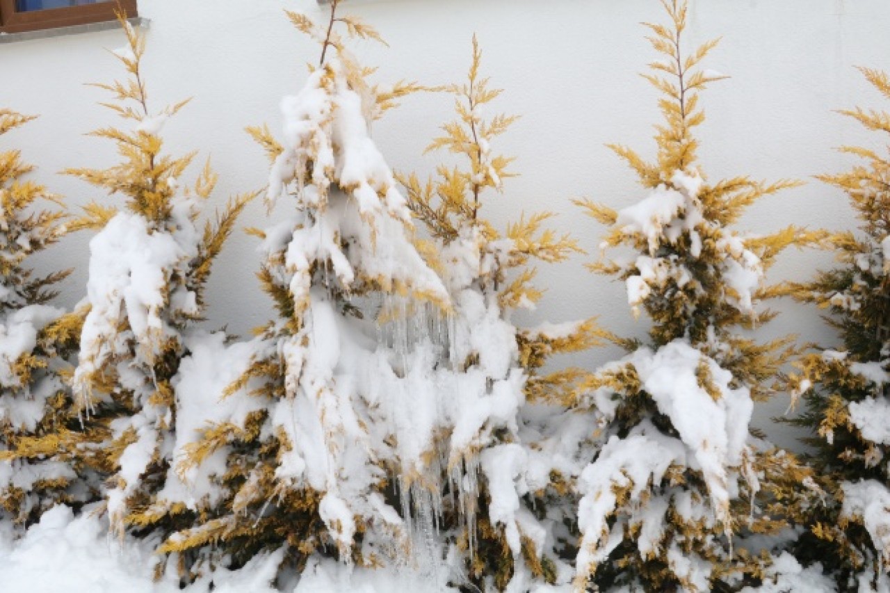 Türkiye'nin ilk milli parkı Çamlık Milli Parkı'nda kar yağışı 2