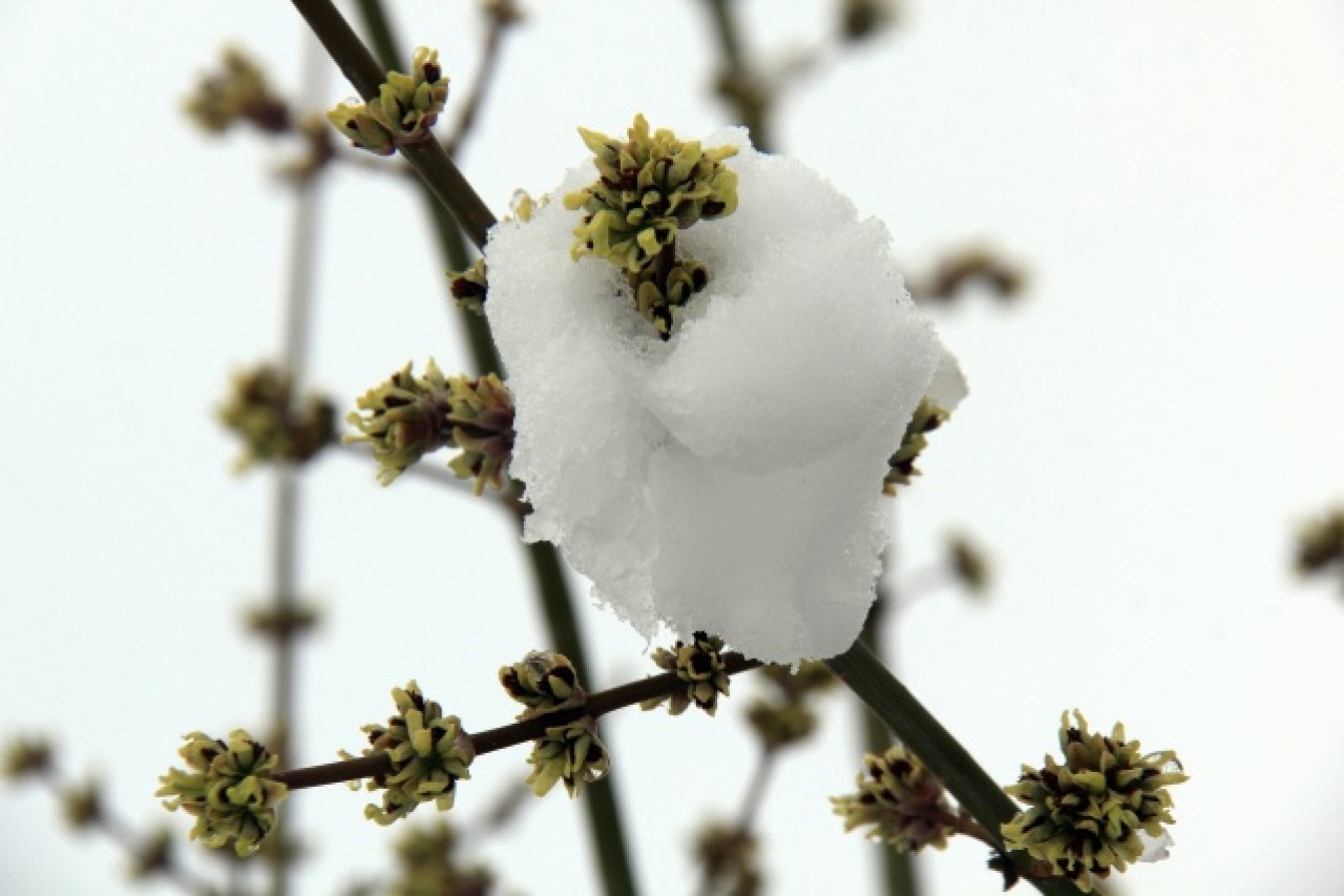 Sivas'ta kar yağışı 1