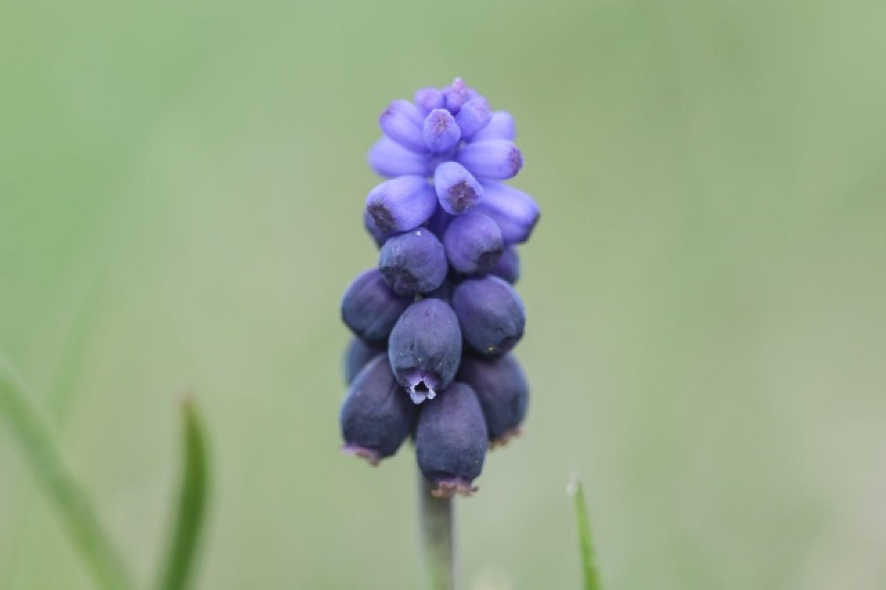 Aras Dağları karların erimesiyle renklendi 2