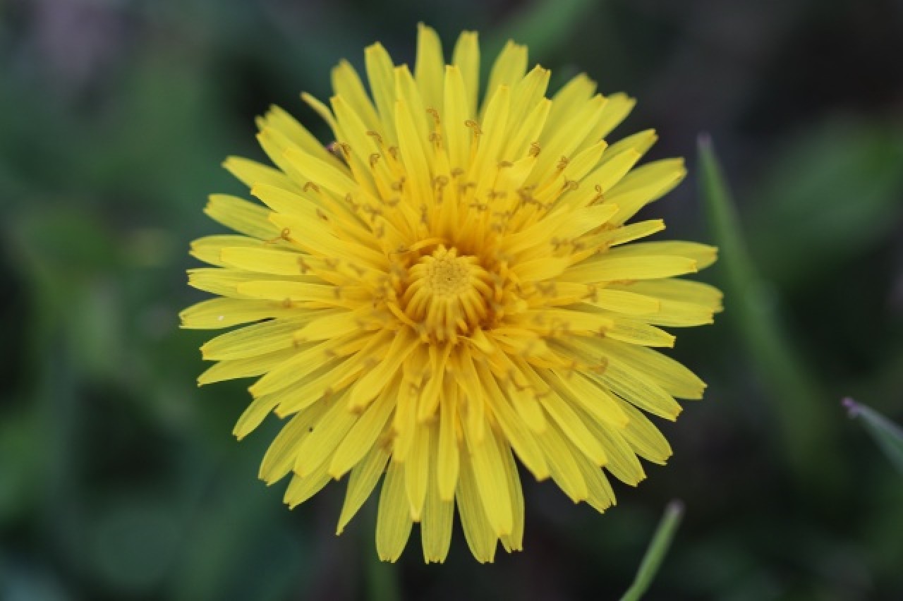 Aras Dağları karların erimesiyle renklendi 4