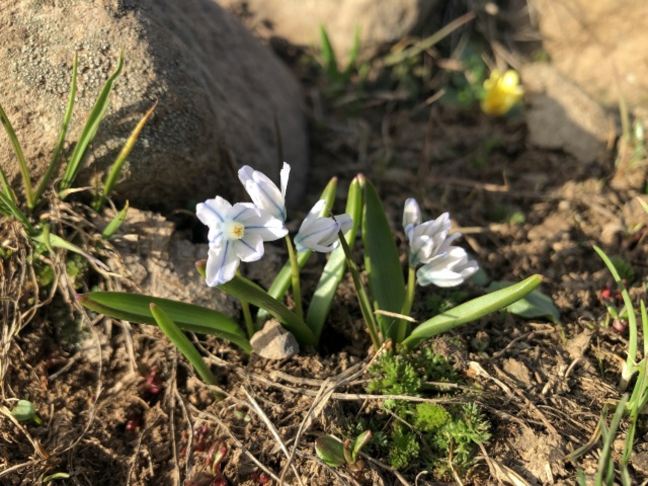 Aras Dağları karların erimesiyle renklendi 10