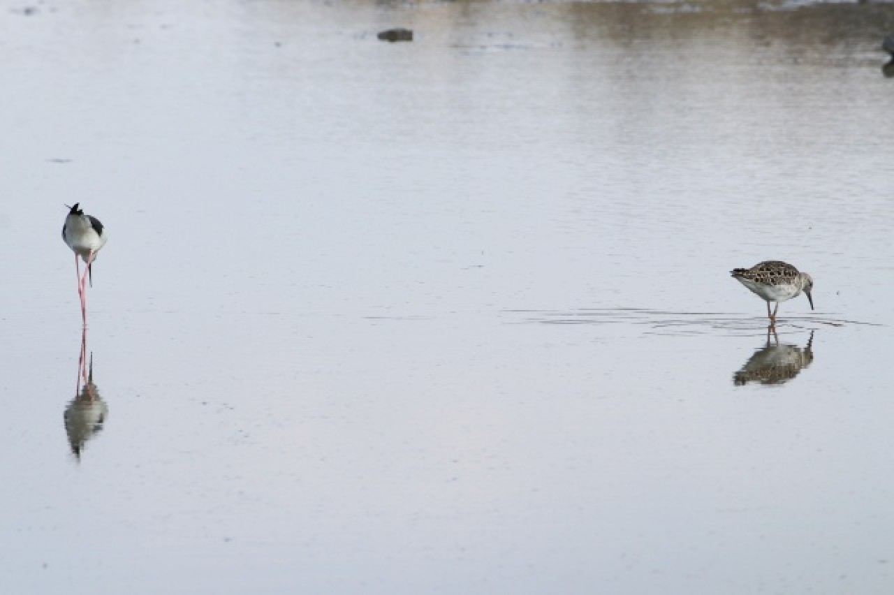 Aras Dağları karların erimesiyle renklendi 1