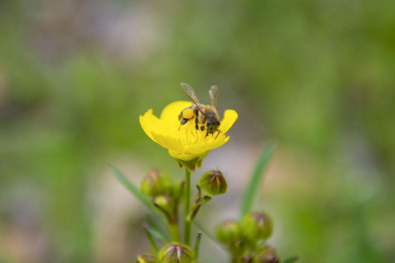 Munzur Vadisi Milli Parkı baharın müjdecisi çiçeklerle renklendi 1