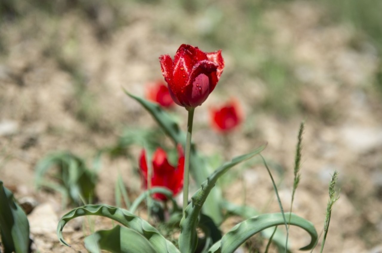 Munzur Vadisi Milli Parkı baharın müjdecisi çiçeklerle renklendi 5