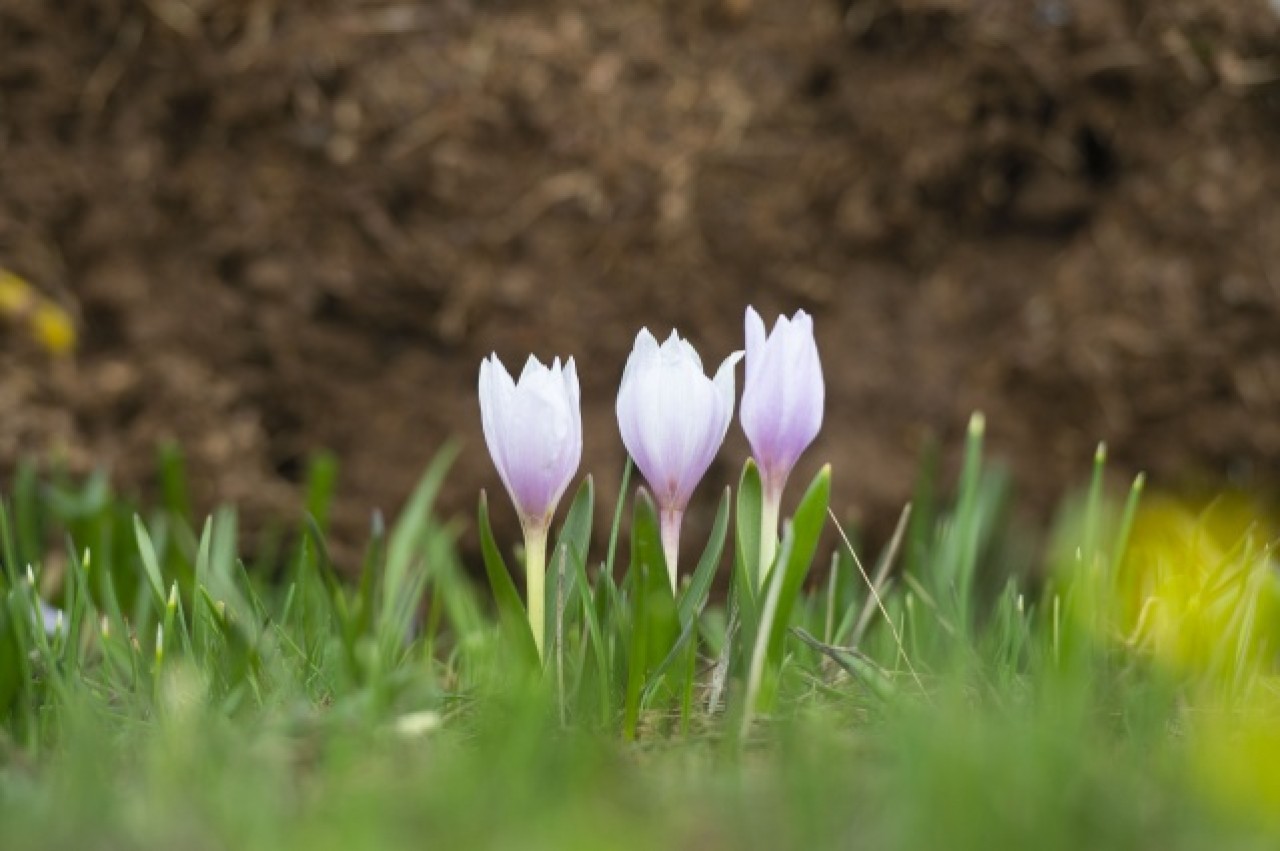 Munzur Vadisi Milli Parkı baharın müjdecisi çiçeklerle renklendi 3