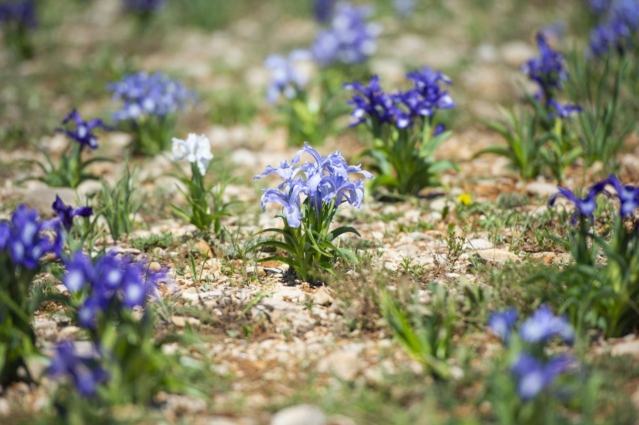 Munzur Vadisi Milli Parkı baharın müjdecisi çiçeklerle renklendi 9