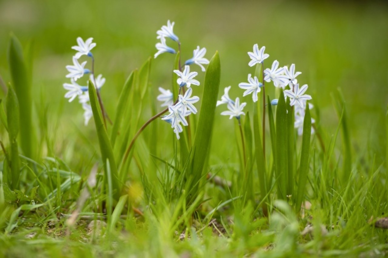 Munzur Vadisi Milli Parkı baharın müjdecisi çiçeklerle renklendi 6