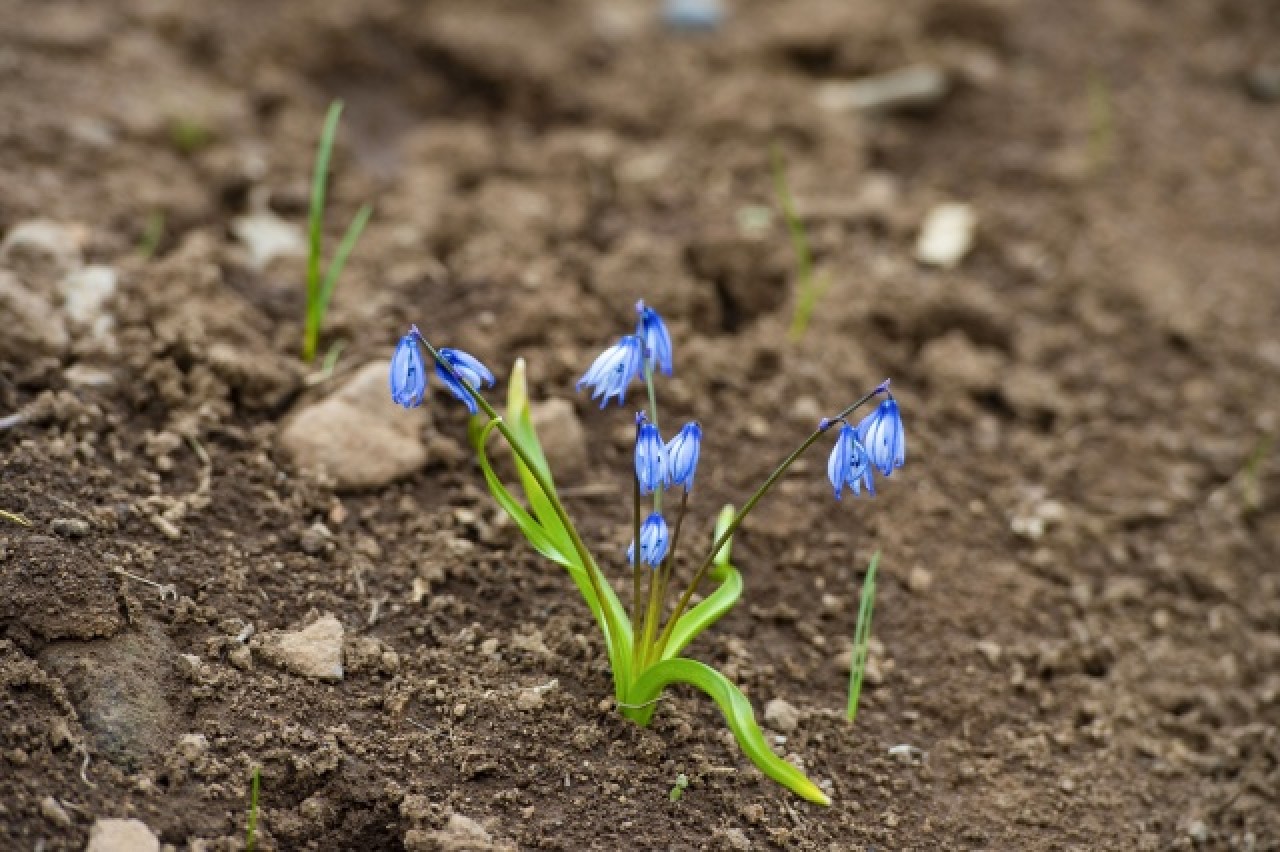 Munzur Vadisi Milli Parkı baharın müjdecisi çiçeklerle renklendi 8