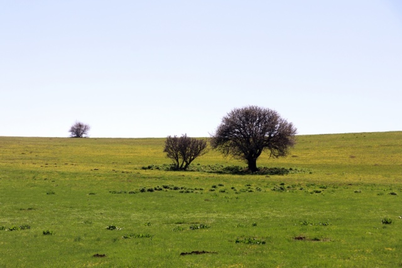 Baharın müjdecisi çiçekler Ağrı'da görsel şölen sunuyor 4