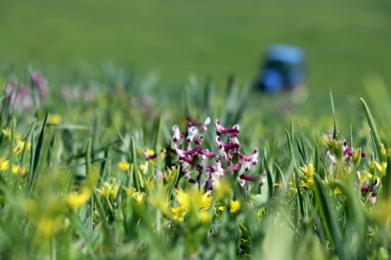 Baharın müjdecisi çiçekler Ağrı'da görsel şölen sunuyor 1