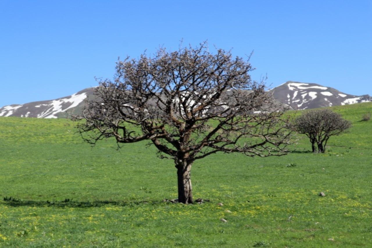 Baharın müjdecisi çiçekler Ağrı'da görsel şölen sunuyor 6
