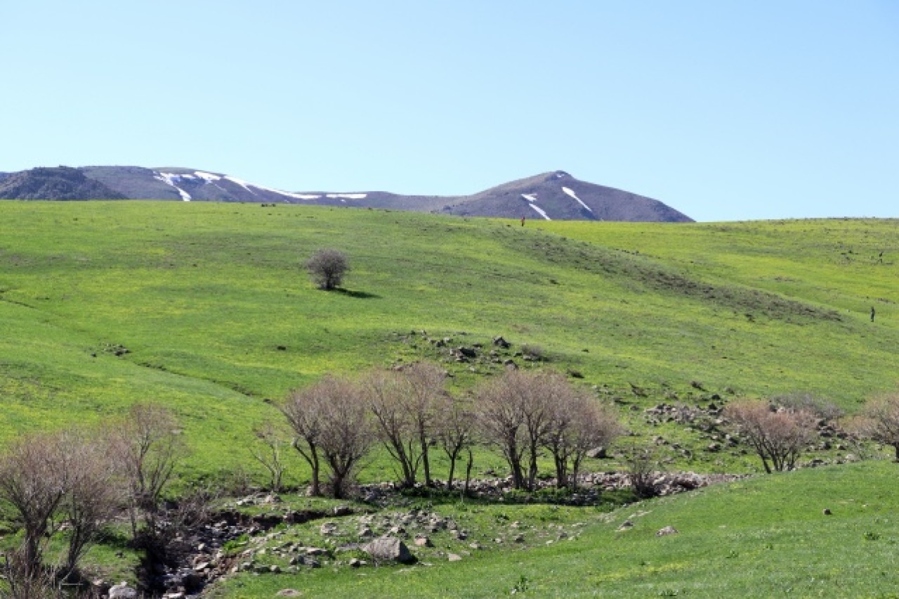 Baharın müjdecisi çiçekler Ağrı'da görsel şölen sunuyor 10