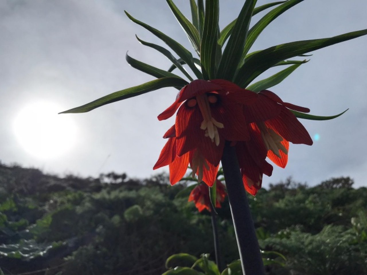 Hakkari dağlarında açan ters laleler görsel şölen sunuyor 1