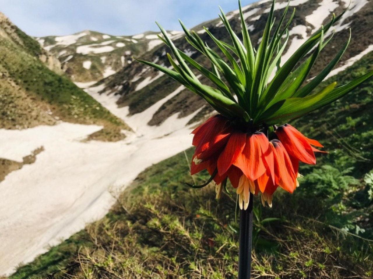 Hakkari dağlarında açan ters laleler görsel şölen sunuyor 2