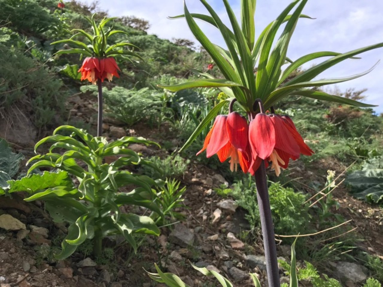 Hakkari dağlarında açan ters laleler görsel şölen sunuyor 3