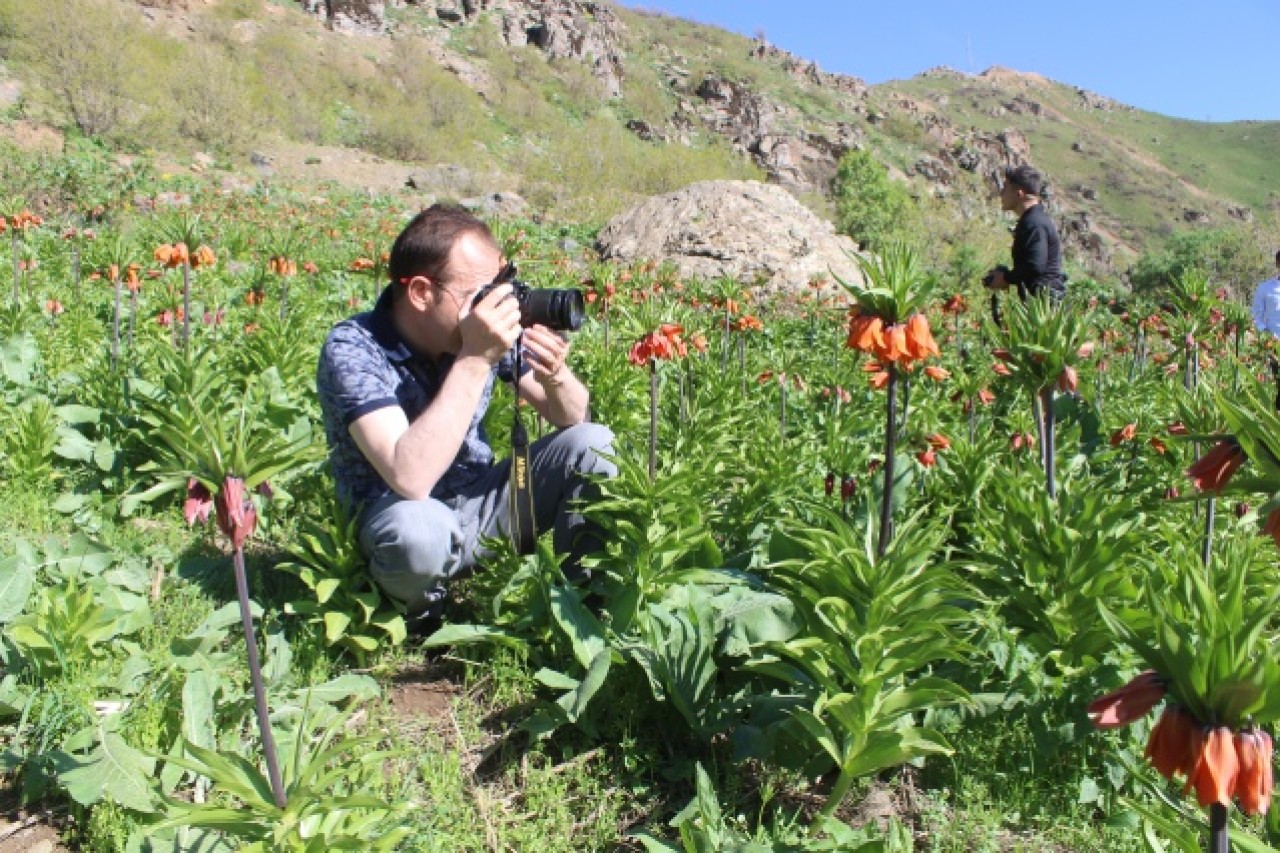 Hakkari dağlarında açan ters laleler görsel şölen sunuyor 10