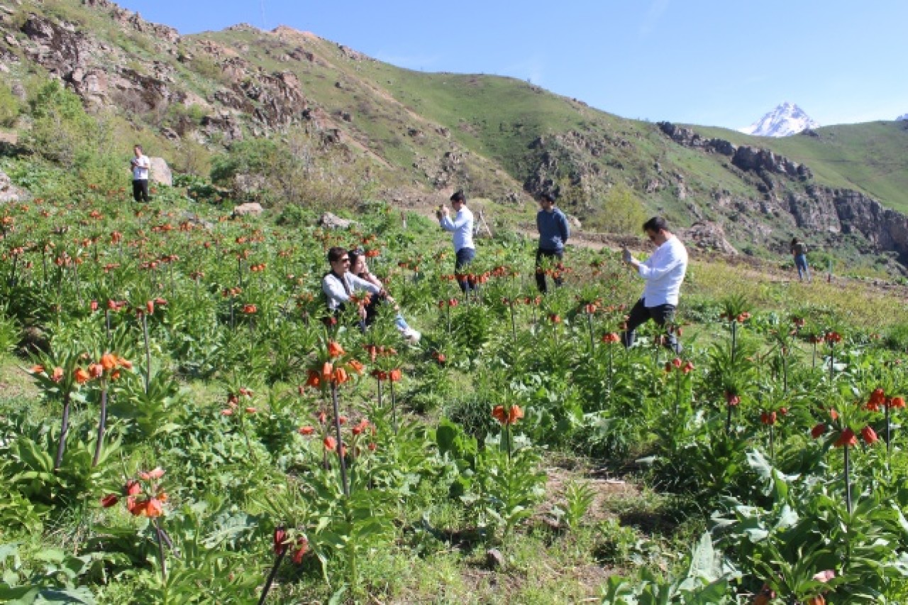 Hakkari dağlarında açan ters laleler görsel şölen sunuyor 12