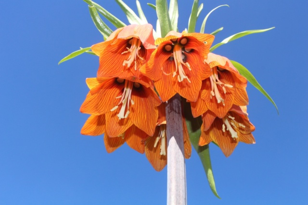 Hakkari dağlarında açan ters laleler görsel şölen sunuyor 6