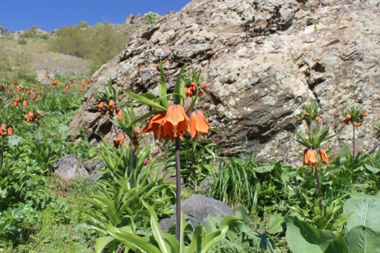 Hakkari dağlarında açan ters laleler görsel şölen sunuyor 7