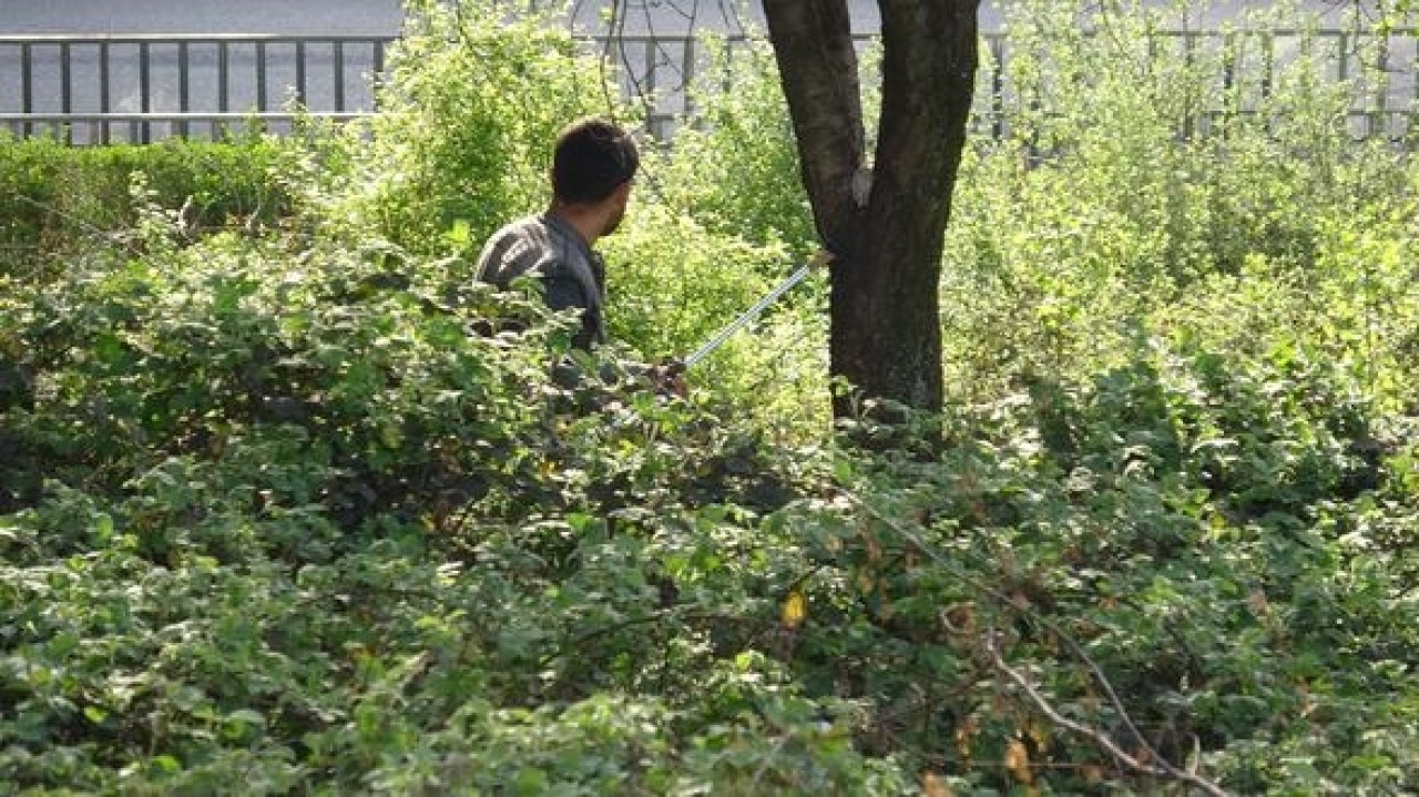 Mahalleli yakalamak için peşine düştü! Çocuk parkalarına da gidiyor 2