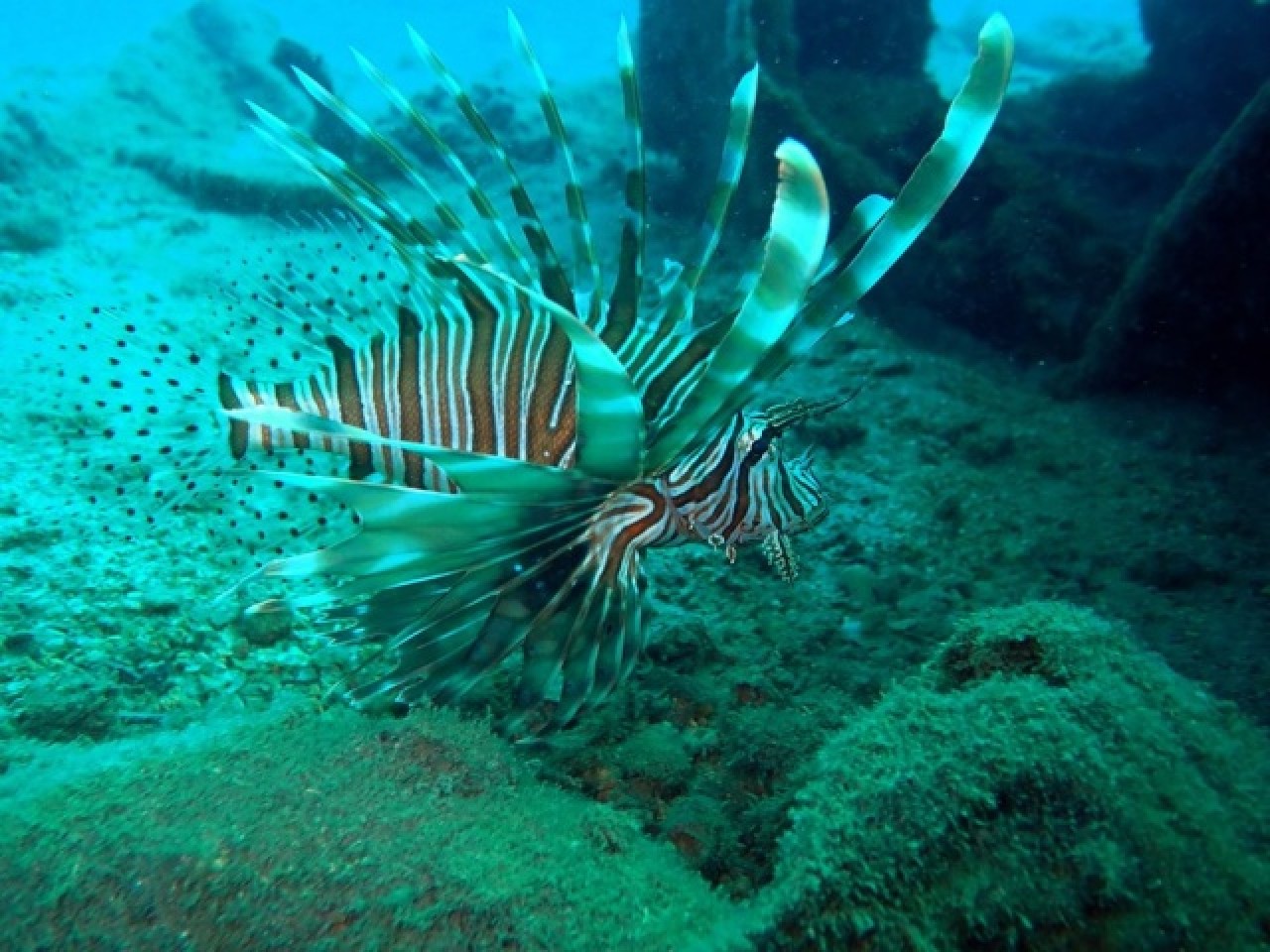 İstilacı,  zehirli aslan balığı Akdeniz’i tehdit ediyor 4
